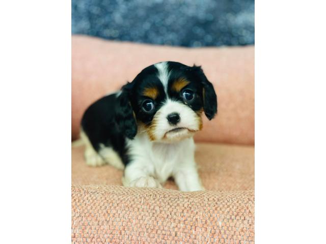 Photo beaux cavalier king charles chiots a vendre image 3/4