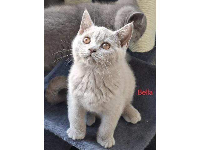 Photo Beaux chatons british Shorthair image 3/6