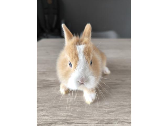 Photo Bébé lapin disponible à la réservation image 3/3
