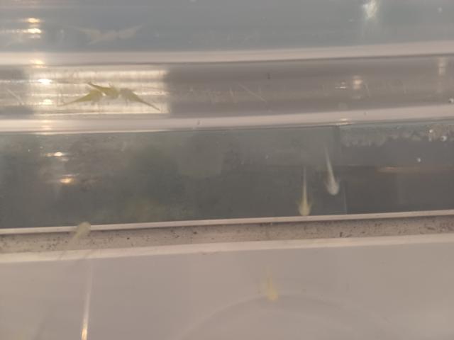 Photo Bébés axolotl Gold et Albinos trop mimi image 3/6