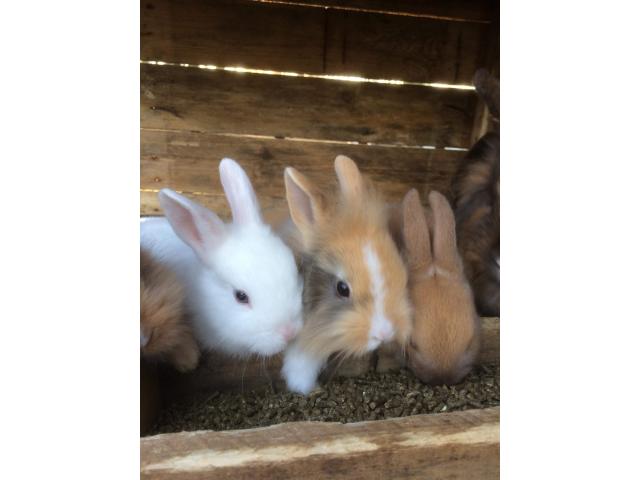 Photo Bébés lapins nains à vendre image 3/4