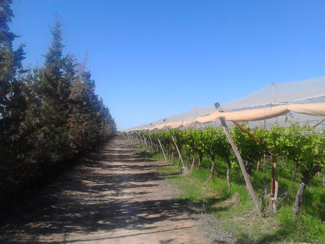 Photo Belle fermette titrée de vines 7 ha à 36 km de Marrakech image 3/6