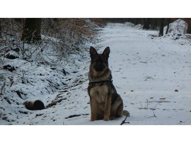 Photo BERGER ALLEMAND GRIS LOUP image 3/4