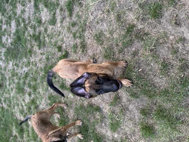Photo Berger malinois long poil couleur Fauve image 3/4