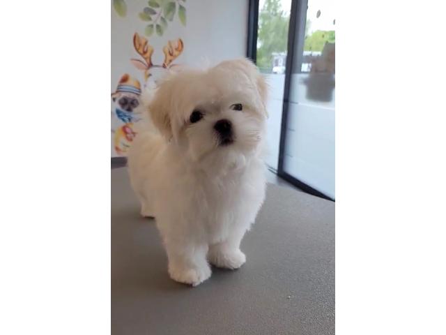 Photo Bichon maltais image 3/5