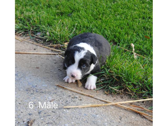 Photo Border collie image 3/5