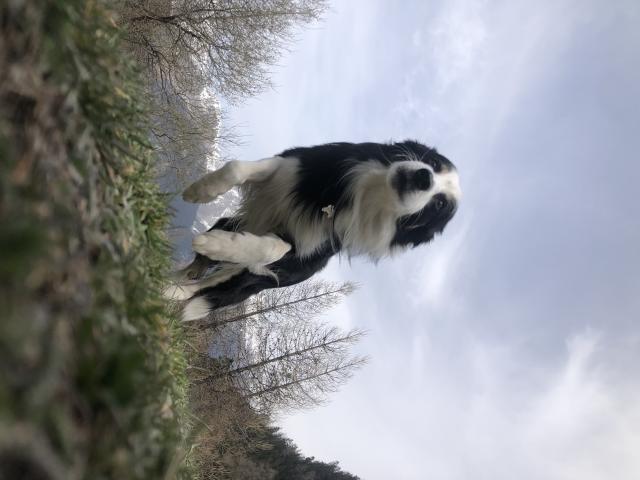 Photo Border Collie en forme pour une saillie image 3/5