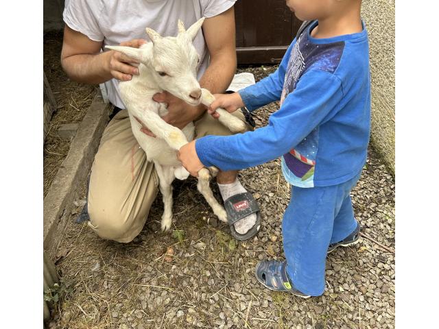 Photo Bouc image 3/4