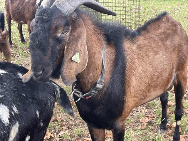 Photo bouc anglo nubien reproducteur 4 ans image 3/4