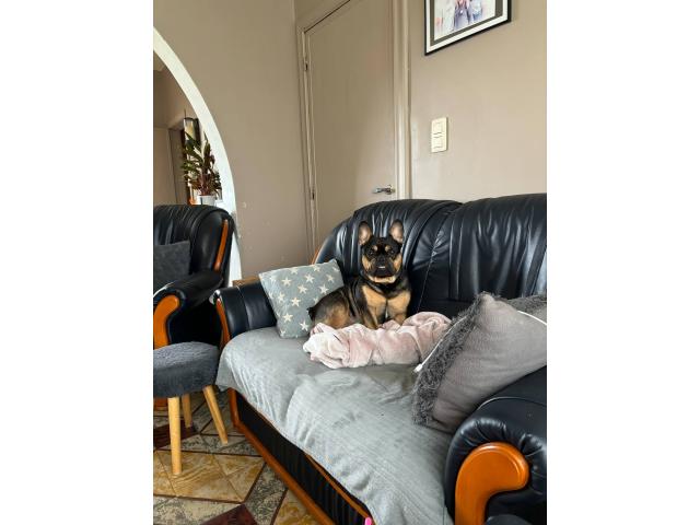 Photo Bouledogue français 2 ans mâle image 3/3