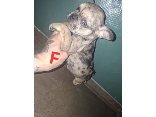 Photo Bouledogue français image 3/6