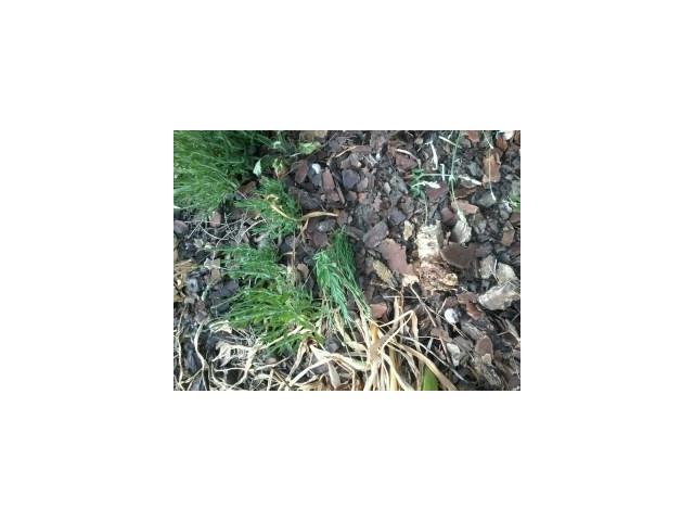 Photo Boutures de lavandes image 3/4