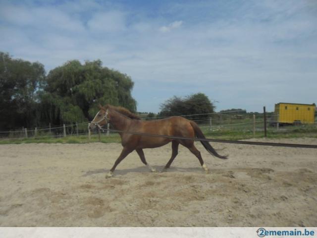 Photo Boxes pour chevaux à louer avec piste et prairie image 3/3