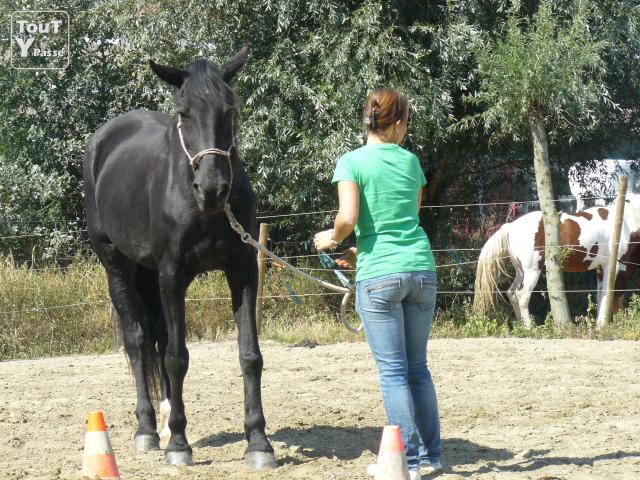 Photo Boxes tout confort,pour chevaux en pension complète à Velaines(8 km de Tournai) image 3/5