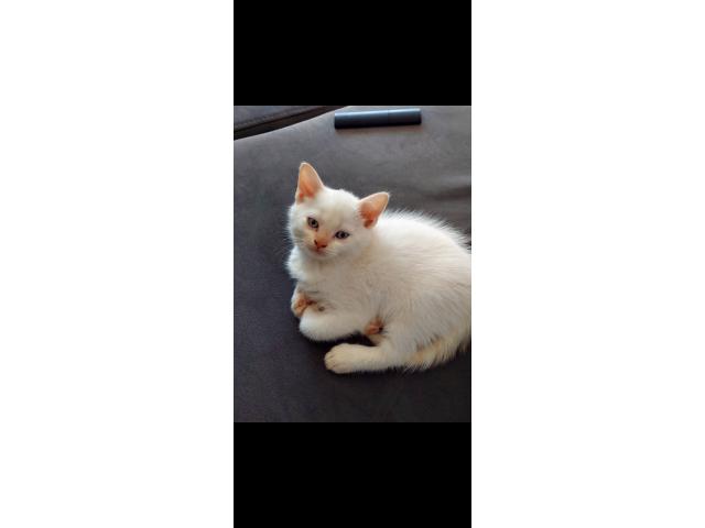 Photo British shorthair et  longhaire  chatton image 3/5