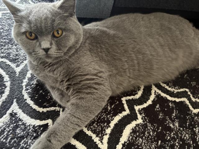 Photo British shorthair Mâle blue image 3/3