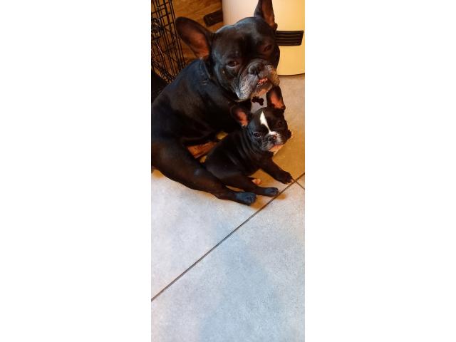 Photo Bulldog francais mâle image 3/6