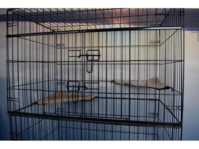 Photo Cage chat 131 cm cage chaton cage chat extérieur cage chat intérieur chatière volière chat chatterie image 3/5