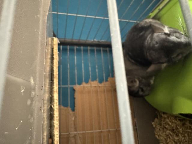 Photo Cage + chinchillas image 3/5