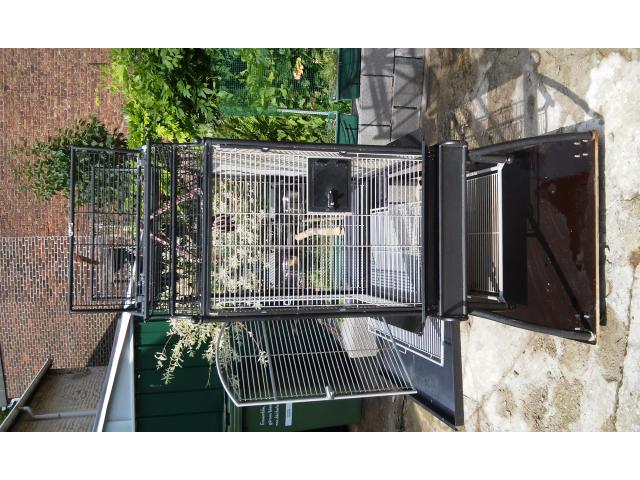Photo cage perroquet image 3/4