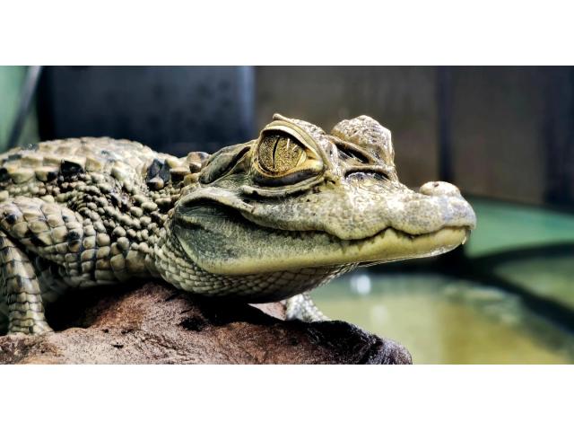 Photo Caïman à lunettes (Caiman crocodilus) image 3/3