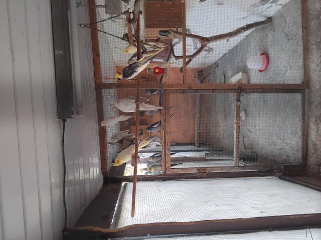 Photo calopsitte image 3/3