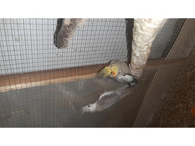 Photo Calopsitte image 3/4