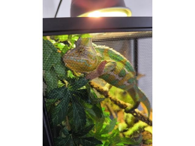 Photo Caméléon a casque  male image 3/3