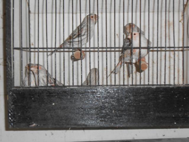 Photo canari à vendre image 3/3