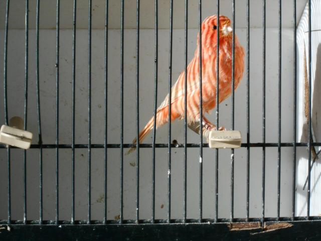 Photo canari à vendre image 3/6