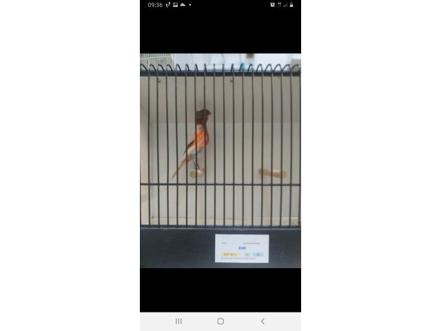 Photo canari couleur au choix image 3/5