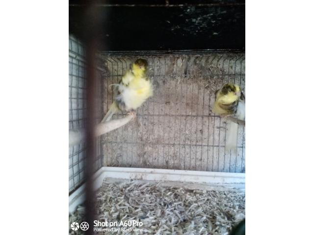 Photo Canari de posture image 3/6