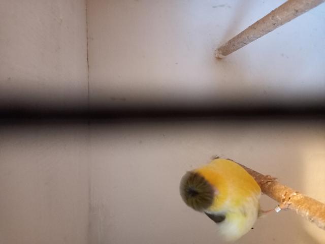Photo canari males et femelles glosters année 2024 bagués trés bon chanteurs image 3/4