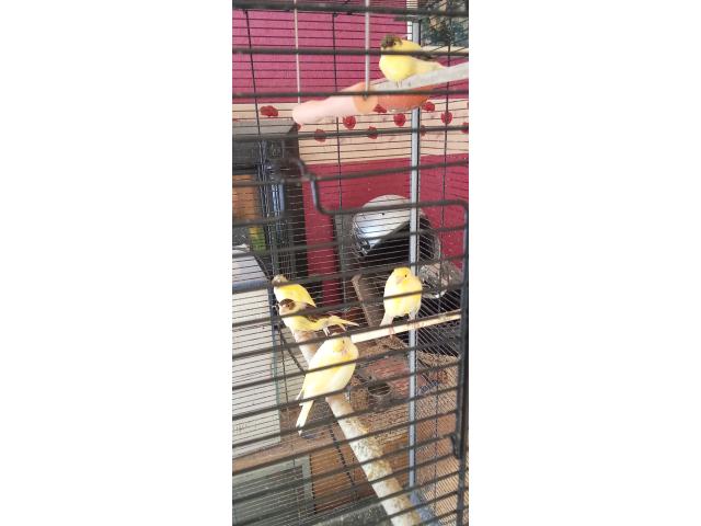 Photo Canaries de saison voir description image 3/3