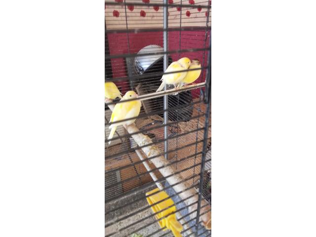 Photo Canaries voir description image 3/3