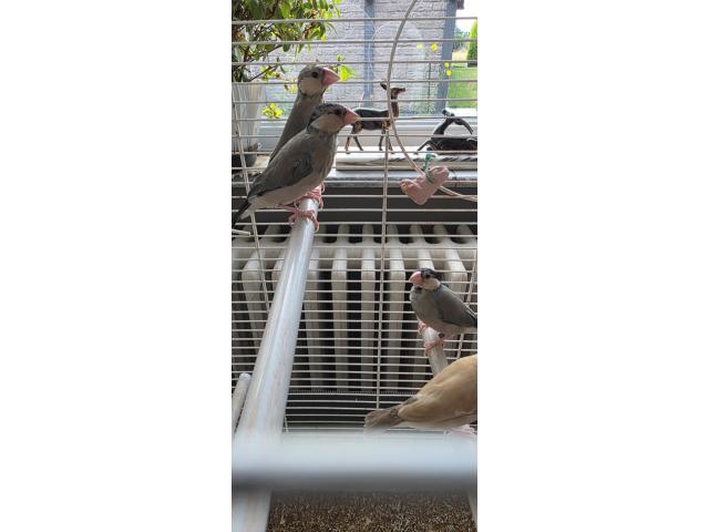 Photo Canaris image 3/4