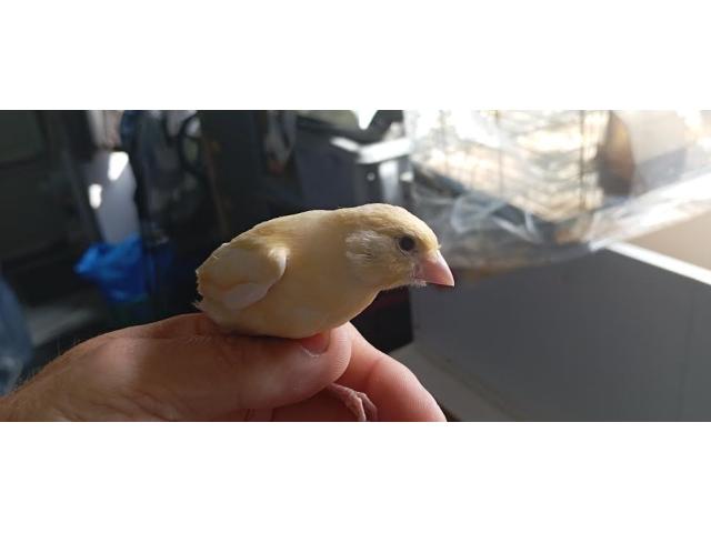 Photo canaris image 3/5