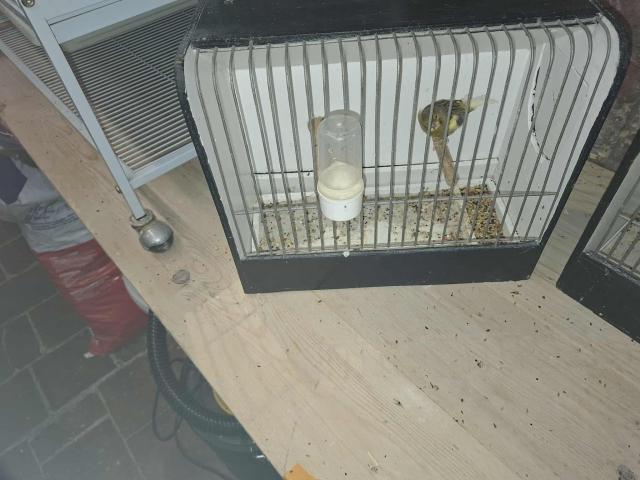 Photo Canaris à céder image 3/6