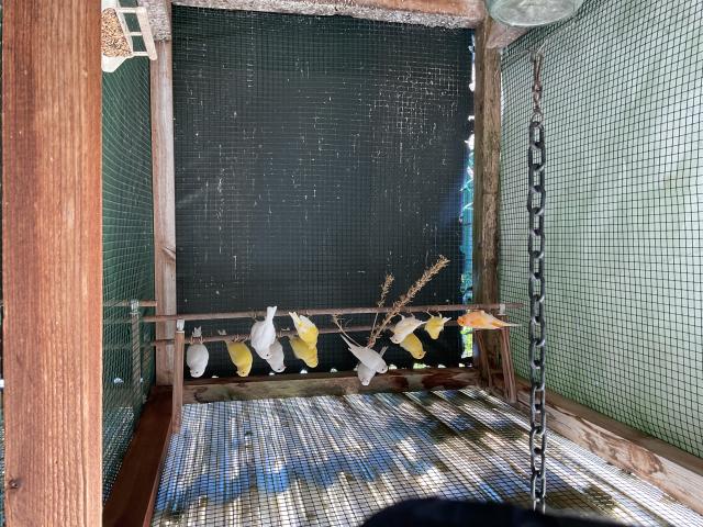 Photo Canaris blancs et jaune intensif de 2024 image 3/3