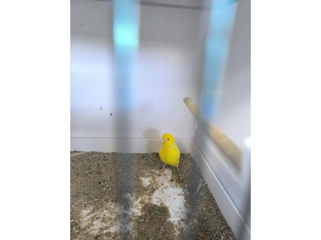 Photo Canaris jaunes image 3/3