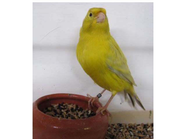 Photo Canaris M/F 2024 image 3/6