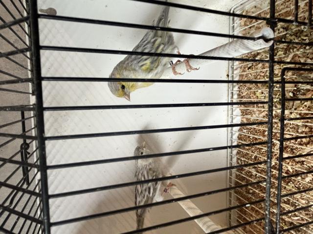 Photo Canaris mâle et femelle image 3/4