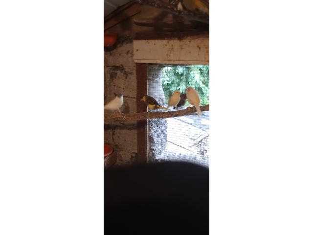 Photo Canaris mâle et femelle image 3/3