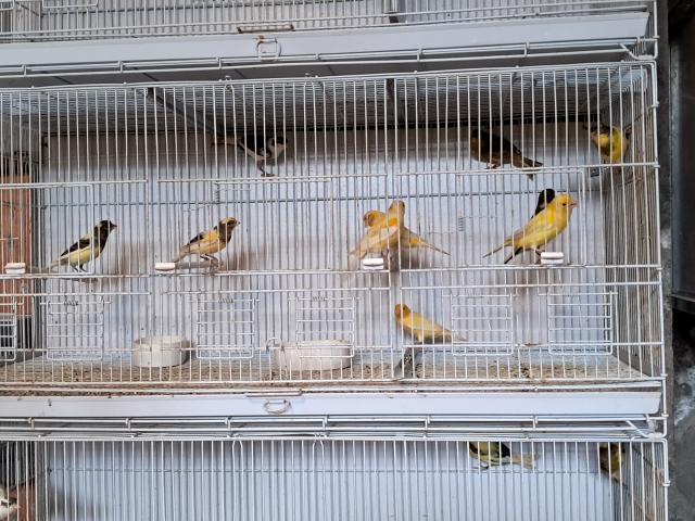 Photo Canaris Timbrado image 3/4