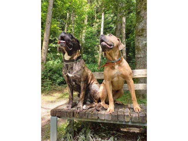 Photo Cane corso image 3/3