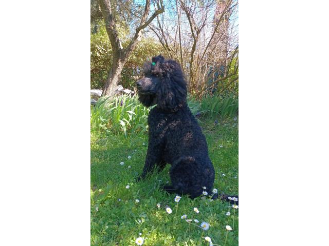 Photo Caniche Royal, porteur du bicolore, disponible pour Saillie image 3/4
