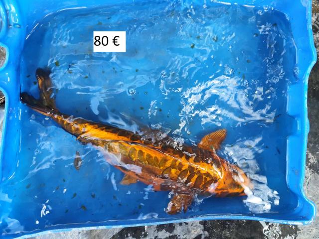 Photo carpe herbivore amour blanc de 60 CM image 3/3