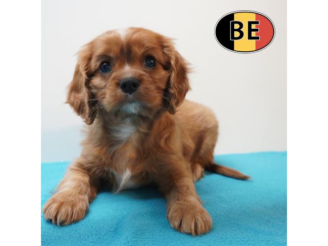 Photo Cavalier King Charles - adorables chiots belges à vendre image 3/6