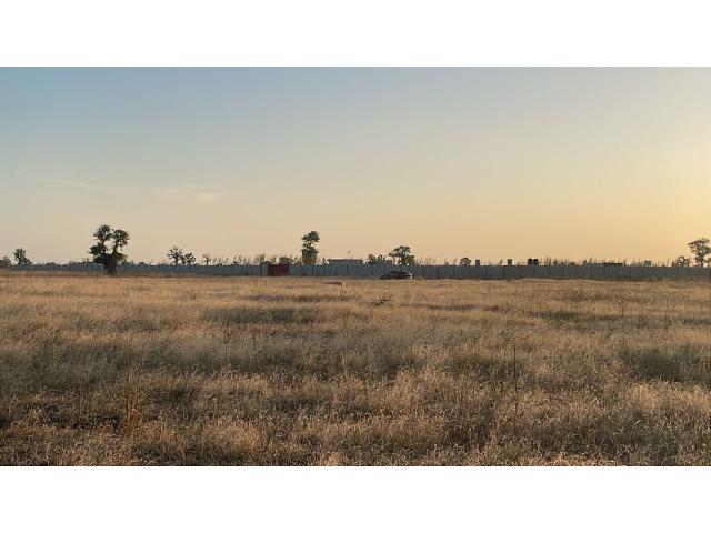 Photo Champ de 1 hectare et demi à vendre à Gudji Sénégal image 3/4