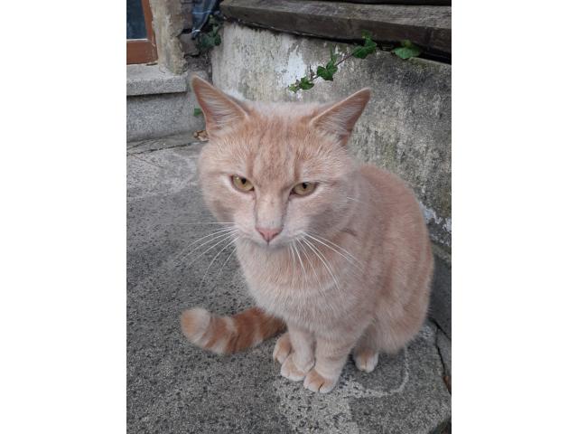 Photo Chat a donner image 3/3